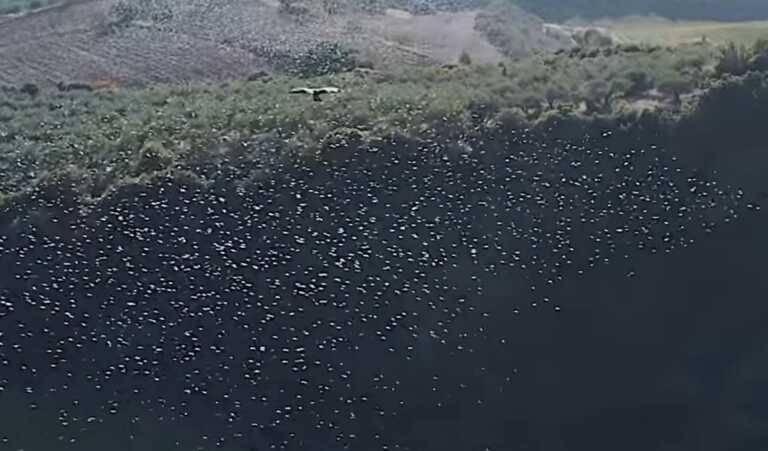 Επίθεση από γεράκια σε σμήνος από μαυροπούλια - Δείτε το βίντεο από drone στη Φθιώτιδα