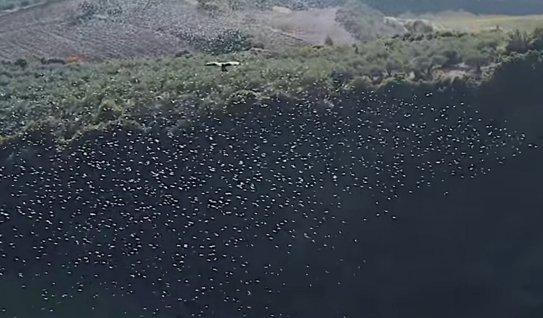 Φθιώτιδα: Επίθεση από γεράκια σε σμήνος από μαυροπούλια – Δείτε το βίντεο από drone