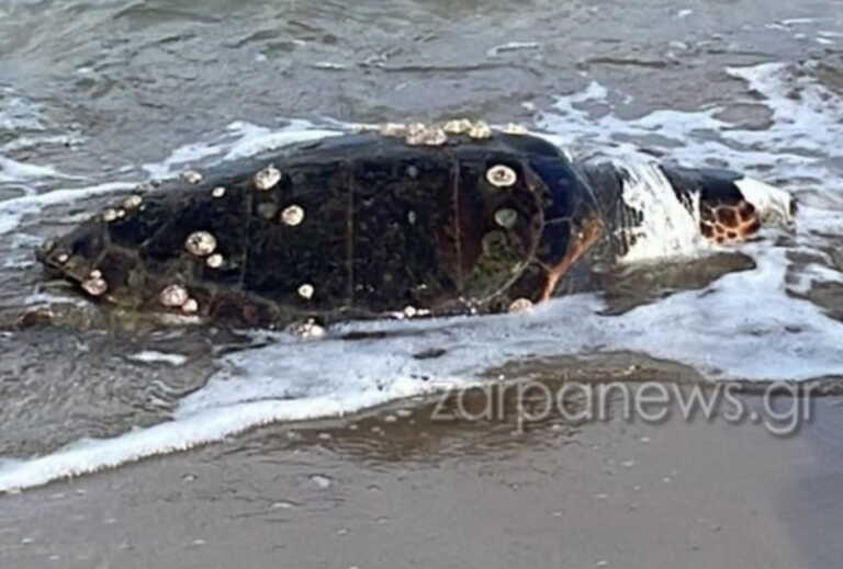 Χανιά: Τεράστια χελώνα ξεβράστηκε σε παραλία – Σχεδόν 1 μέτρο το καβούκι