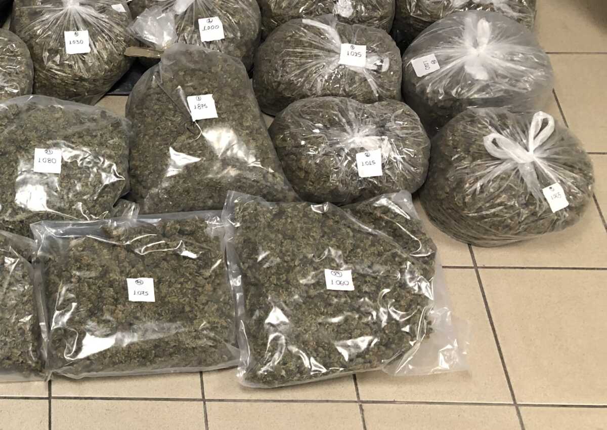 Êáôáó÷Ýèçêáí ðåñéóóüôåñá áðü (32) êéëÜ êÜííáâçò 

Ç ÃåíéêÞ ÁóôõíïìéêÞ Äéåýèõíóç Èåóóáëïíßêçò, ðñáãìáôïðïéåß óôï÷åõìÝíåò åðé÷åéñçóéáêÝò äñÜóåéò, óå ïëüêëçñï ôï ðïëåïäïìéêü óõãêñüôçìá ôçò Èåóóáëïíßêçò, ìå óôü÷ï ôçí êáôáðïëÝìçóç ôçò äéáêßíçóçò íáñêùôéêþí. 

Óôï ðëáßóéï áõôü, ìåóçìâñéíÝò þñåò ôçò 14-06-2021 ðñáãìáôïðïéÞèçêå óôï÷åõìÝíç áóôõíïìéêÞ åðé÷åßñçóç óå äáóéêÞ ðåñéï÷Þ ôïõ ÓÝé÷ Óïõ, áðü áóôõíïìéêïýò ôïõ ÔìÞìáôïò Ãåíéêþí ÕðïèÝóåùí ôçò Õðïäéåýèõíóçò Äßùîçò Íáñêùôéêþí, üðïõ âñÝèçêáí êáé êáôáó÷Ýèçêáí:
(28) äÝìáôá áêáôÝñãáóôçò êÜííáâçò óõíïëéêïý âÜñïõò (32.711) ãñáììáñßùí,
(1) çëåêôñïíéêÞ æõãáñéÜ áêñéâåßáò êáé
ÕëéêÜ óõóêåõáóßáò (ñïëÜ ðåñéôõëßãìáôïò, óáêïýëåò êëð).