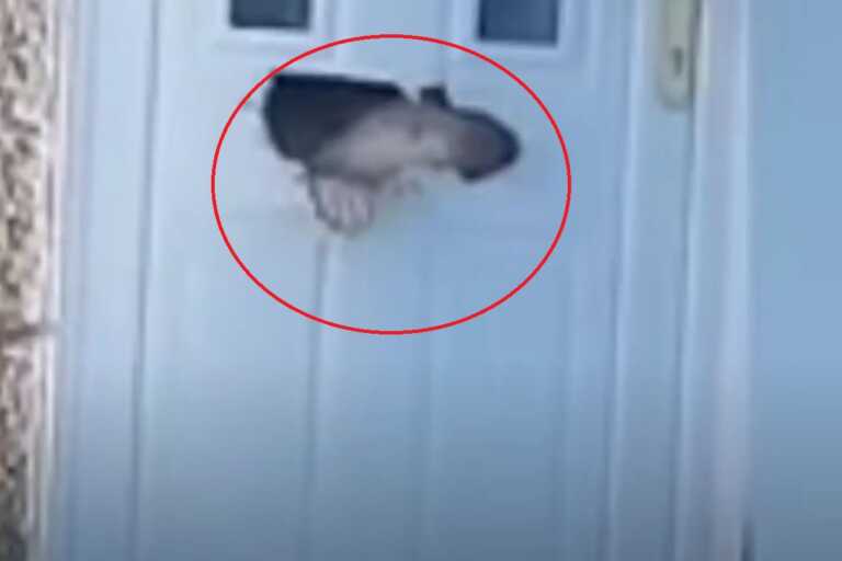 Σκύλος ικανός για όλα! Έφαγε την πόρτα του σπιτιού για να βγει έξω - Δείτε βίντεο