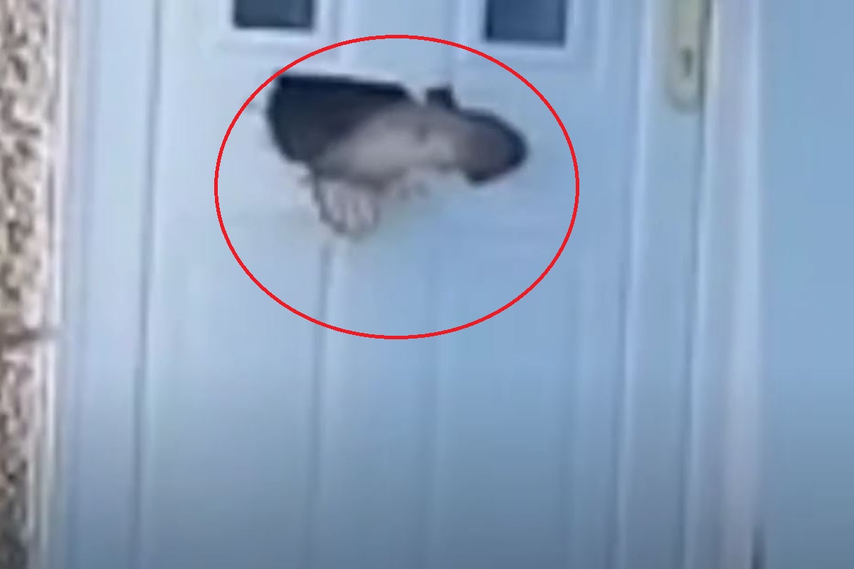 Σκωτία: Σκύλος έφαγε την πόρτα του σπιτιού για να βγει έξω
