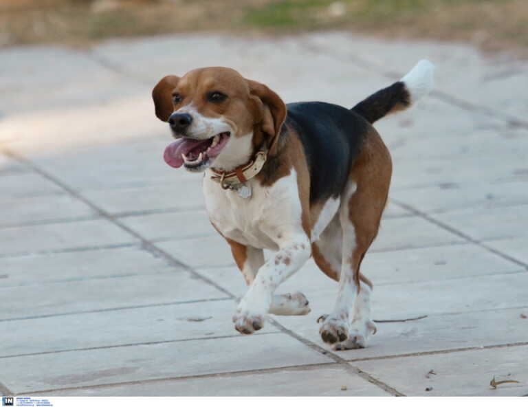 Πάτρα: Νέα κτηνωδία – Οδηγός έσερνε αλυσοδεμένο σκύλο στην περιοχή του Ρίου
