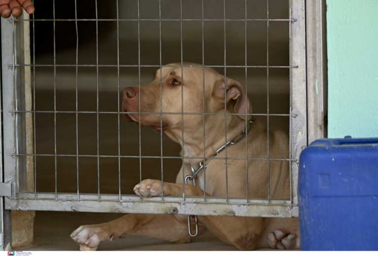 Πάτρα: 30.000 ευρώ πρόστιμο στον 64χρονο οδηγό για κακοποίηση ζώου – Έσερνε αλυσοδεμένο έναν σκύλο