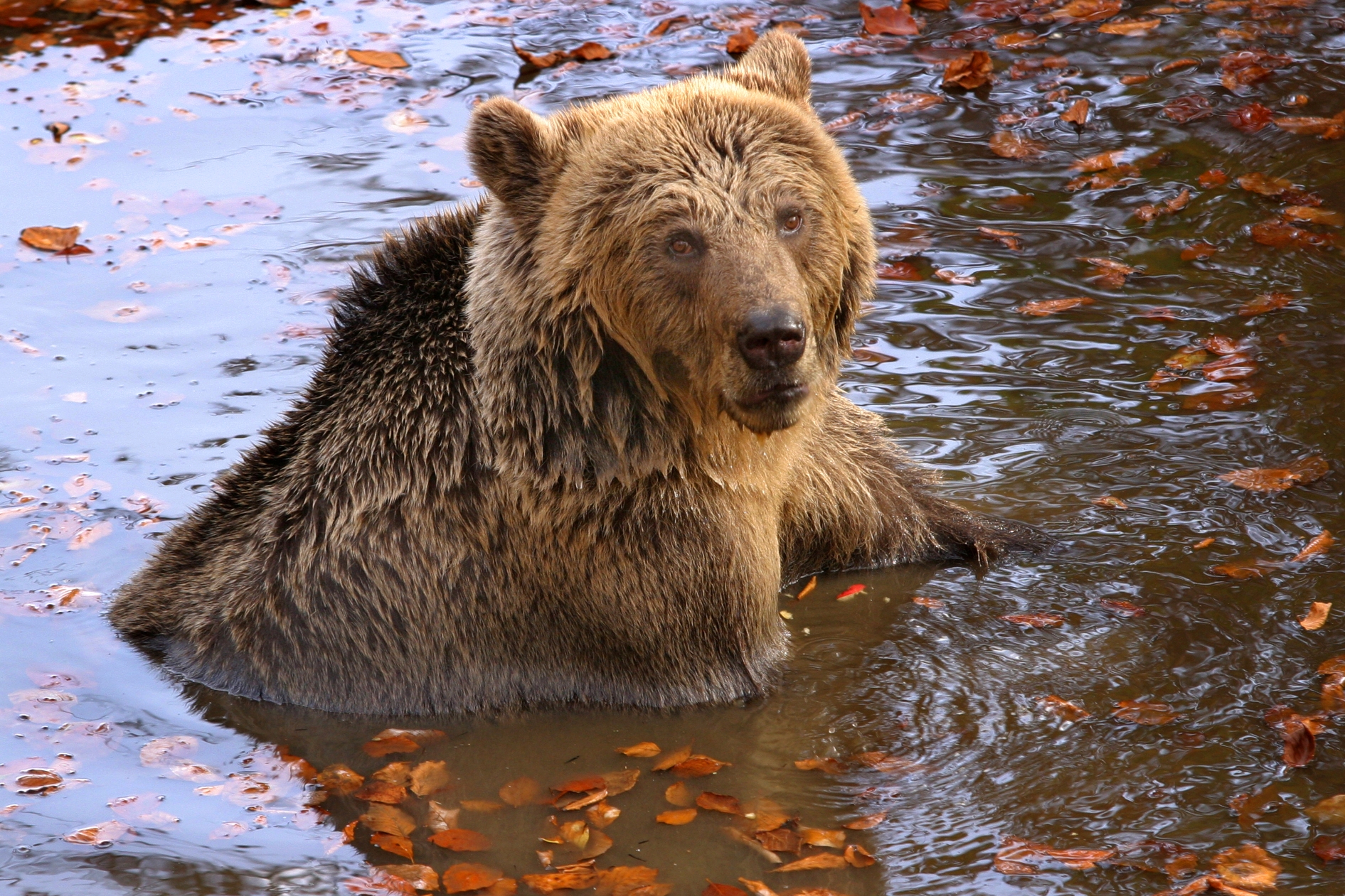 Χαλκιδική: Περιπολίες κατοίκων για να διώξουν αρκούδες που κατεβαίνουν στον Ταξιάρχη