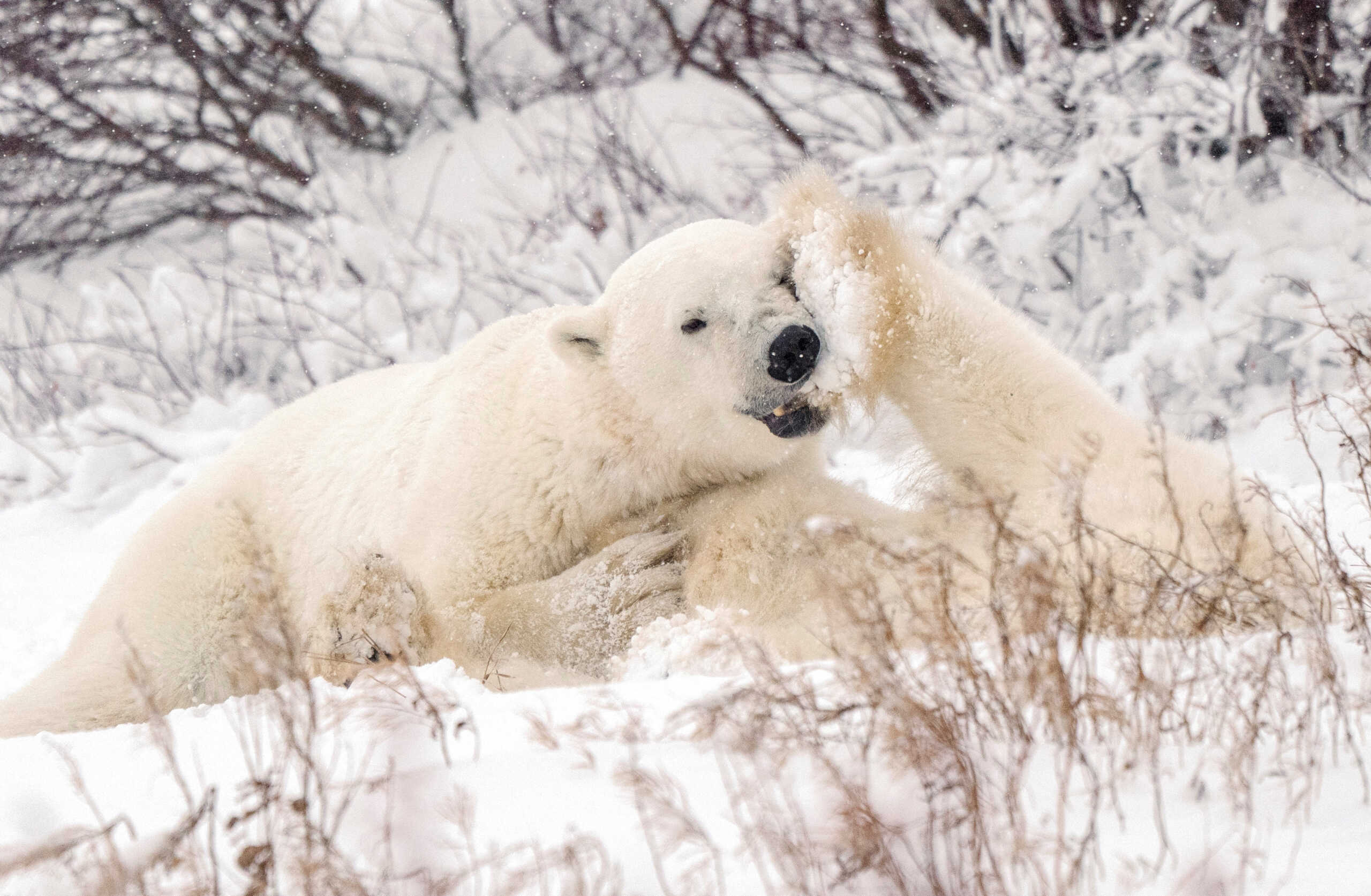 FILE PHOTO: Polar bears spar near the Hudson Bay community of Churchill, Manitoba, Canada November 20, 2021. Picture taken November 20, 2021. REUTERS