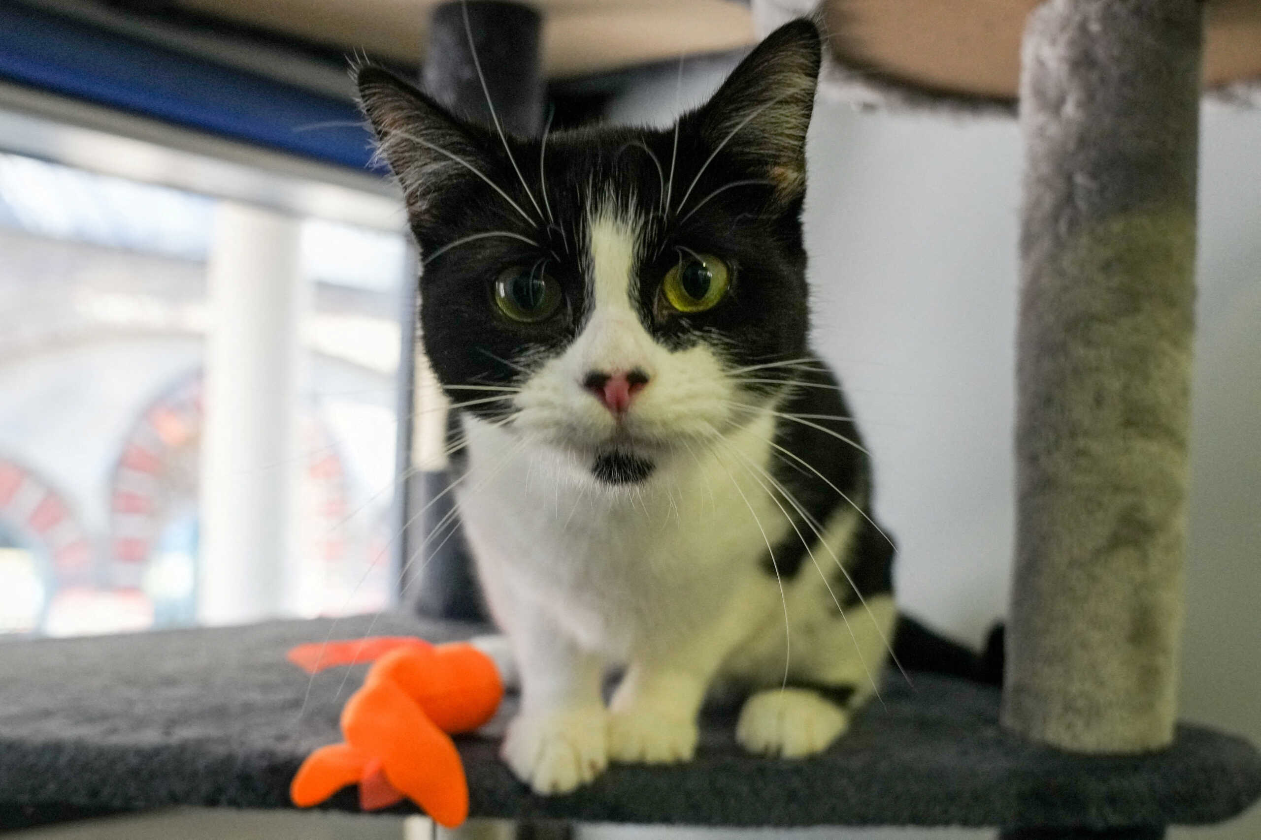 FILE PHOTO: Magpie the cat lies in her kennel at Battersea Dogs and Cats Home, in London, Britain August 10, 2022. REUTERS