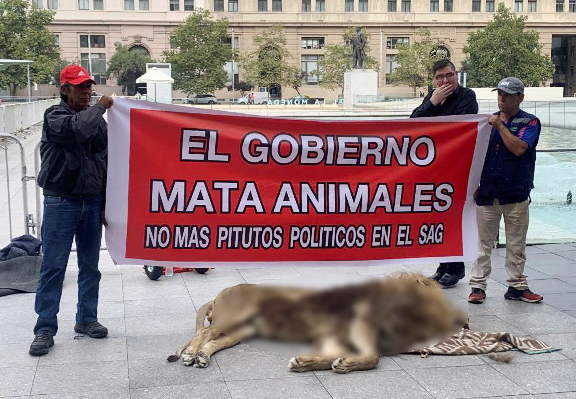 Χιλή: Διαμαρτυρία με νεκρό λιοντάρι μπροστά από το προεδρικό μέγαρο
