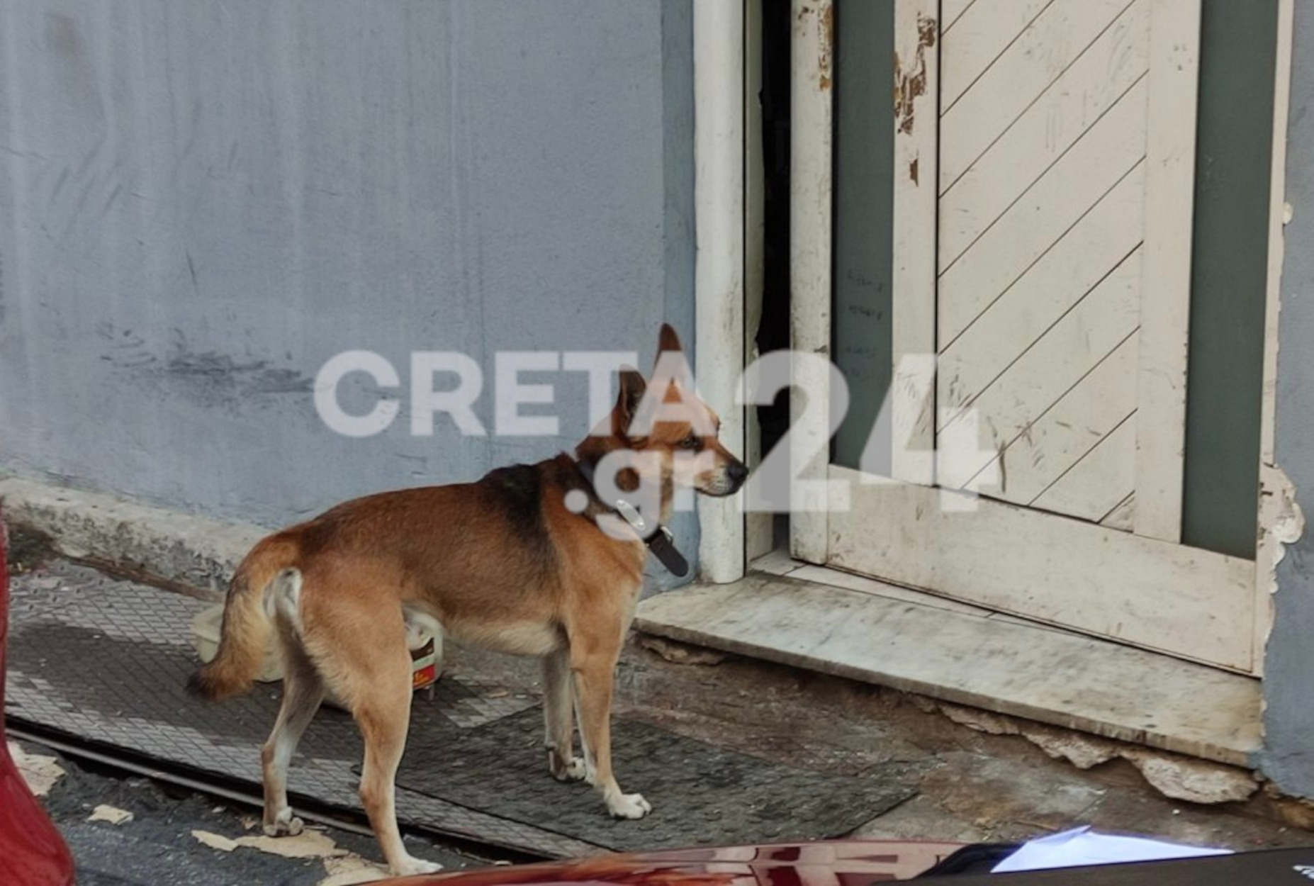 Χανιά: Ραγίζει καρδιές το σκυλί του 53χρονου που βρέθηκε δολοφονημένος – Περιμένει έξω από το σπίτι