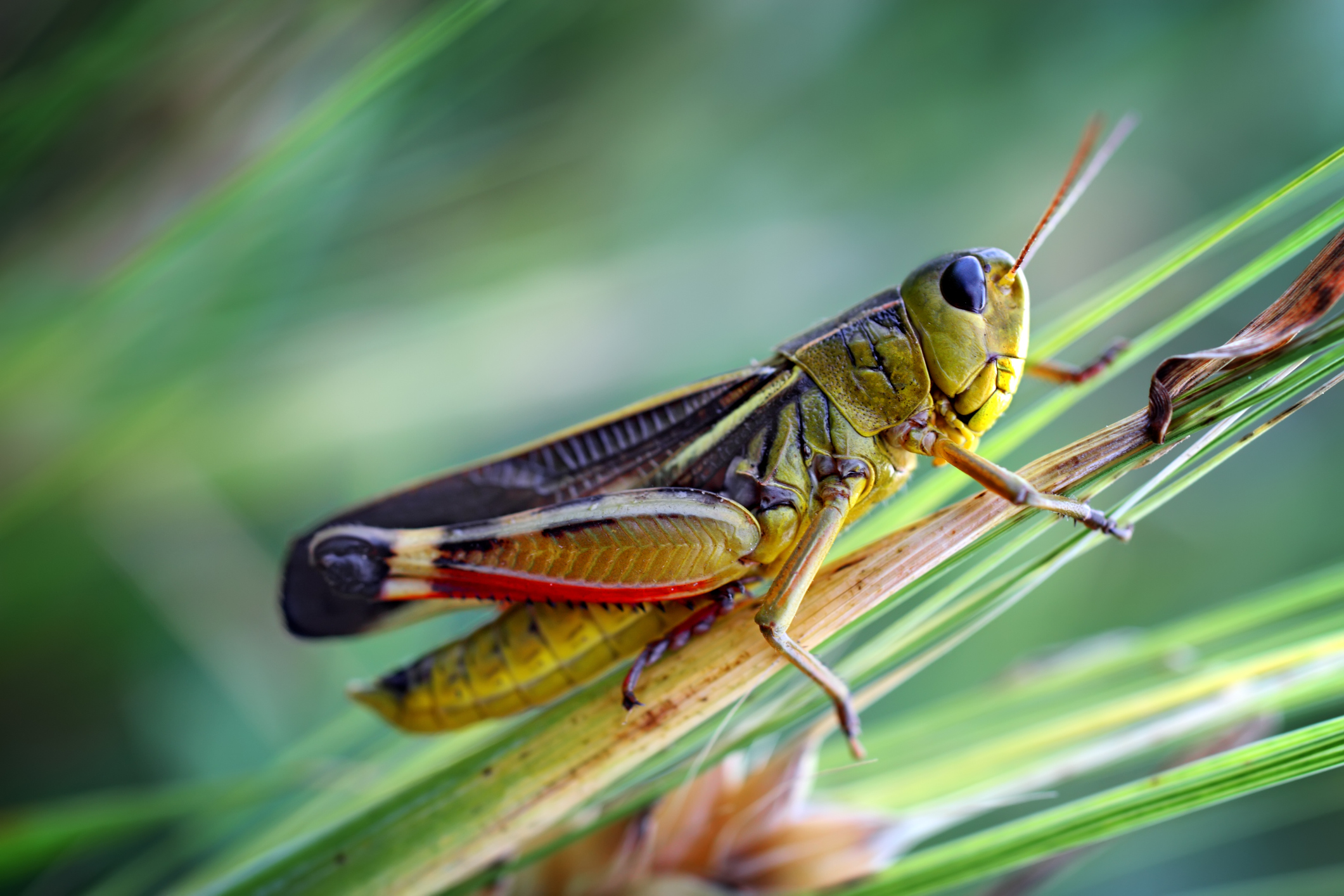 Grasshopper sitting on a blade