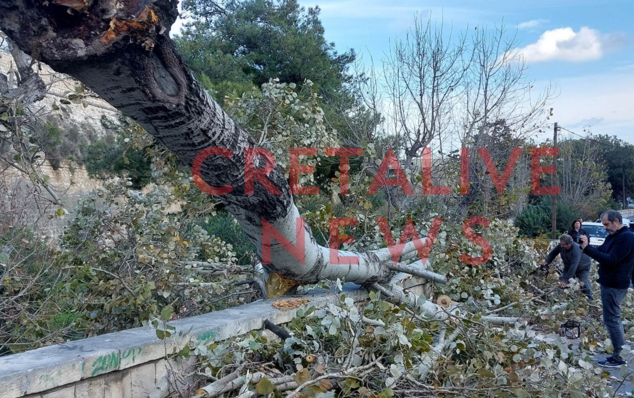 Ηράκλειο: Δέντρο έπεσε σε πεζοδρόμιο – Από θαύμα σώθηκε ηλικιωμένος