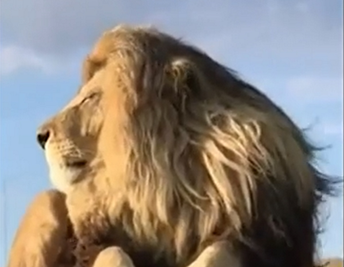 Κένυα: Το λιοντάρι – μοντέλο με το πιο εντυπωσιακό τρίχωμα