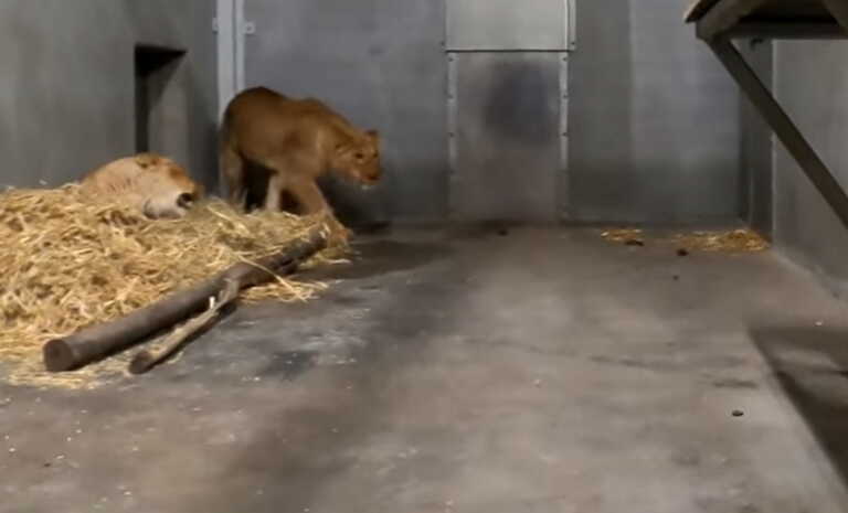 Δανία: Τρεις λέαινες από ουκρανικό ζωολογικό κήπο μεταφέρθηκαν σε πάρκο άγριας ζωής