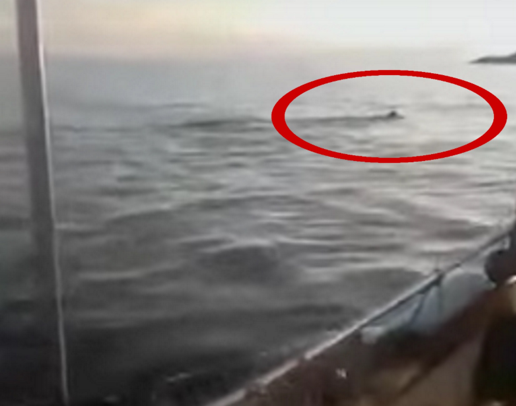 Παγασητικός: Βγήκαν για ψάρεμα και έπεσαν πάνω σε λύκο μέσα στη θάλασσα – Δείτε βίντεο
