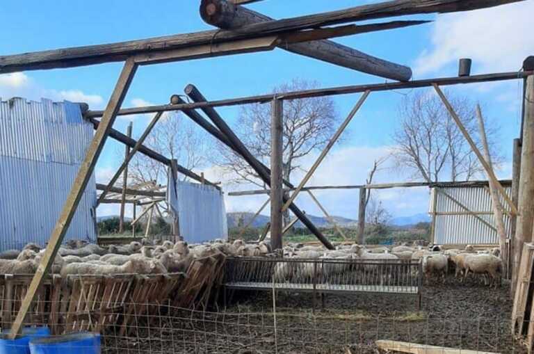 Σκληρές εικόνες στο Μεσολόγγι από ανεμοστρόβιλο που σκότωσε 10 πρόβατα σε κτηνοτροφική μονάδα