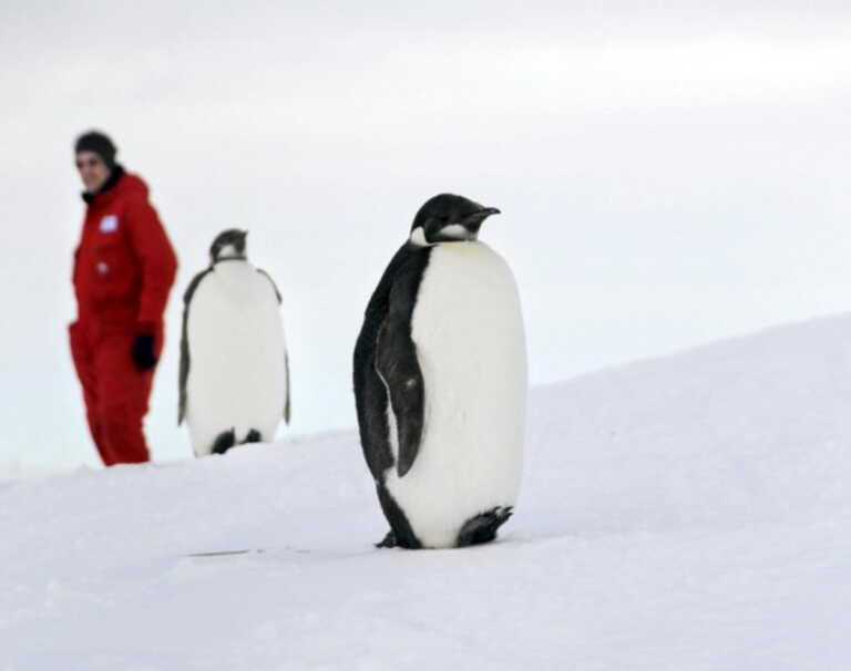 Νέα αποικία αυτοκρατορικών πιγκουίνων εντοπίστηκε στην Ανταρκτική - Γιατί δεν χαροποιεί τους επιστήμονες;