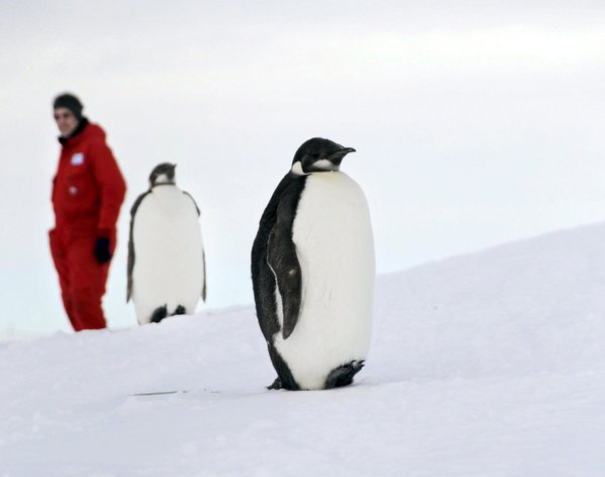 Νέα αποικία αυτοκρατορικών πιγκουίνων εντοπίστηκε στην Ανταρκτική