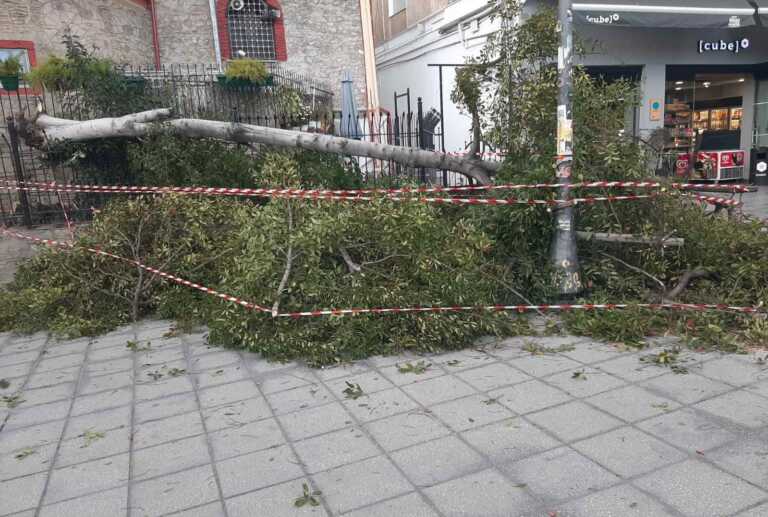 Θεσσαλονίκη: Πτώσεις δένδρων στην πόλη από τους δυνατούς ανέμους