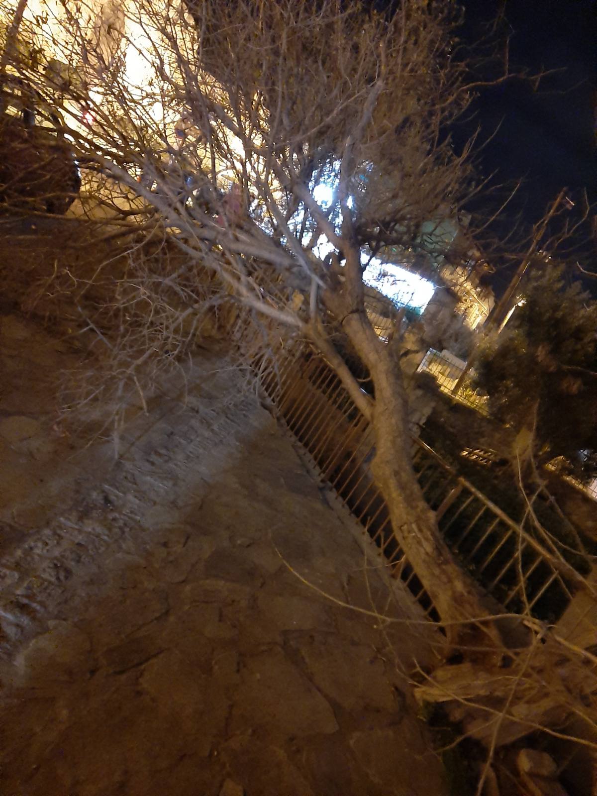 Θεσσαλονίκη: Πτώσεις δένδρων στην πόλη από τους δυνατούς ανέμους