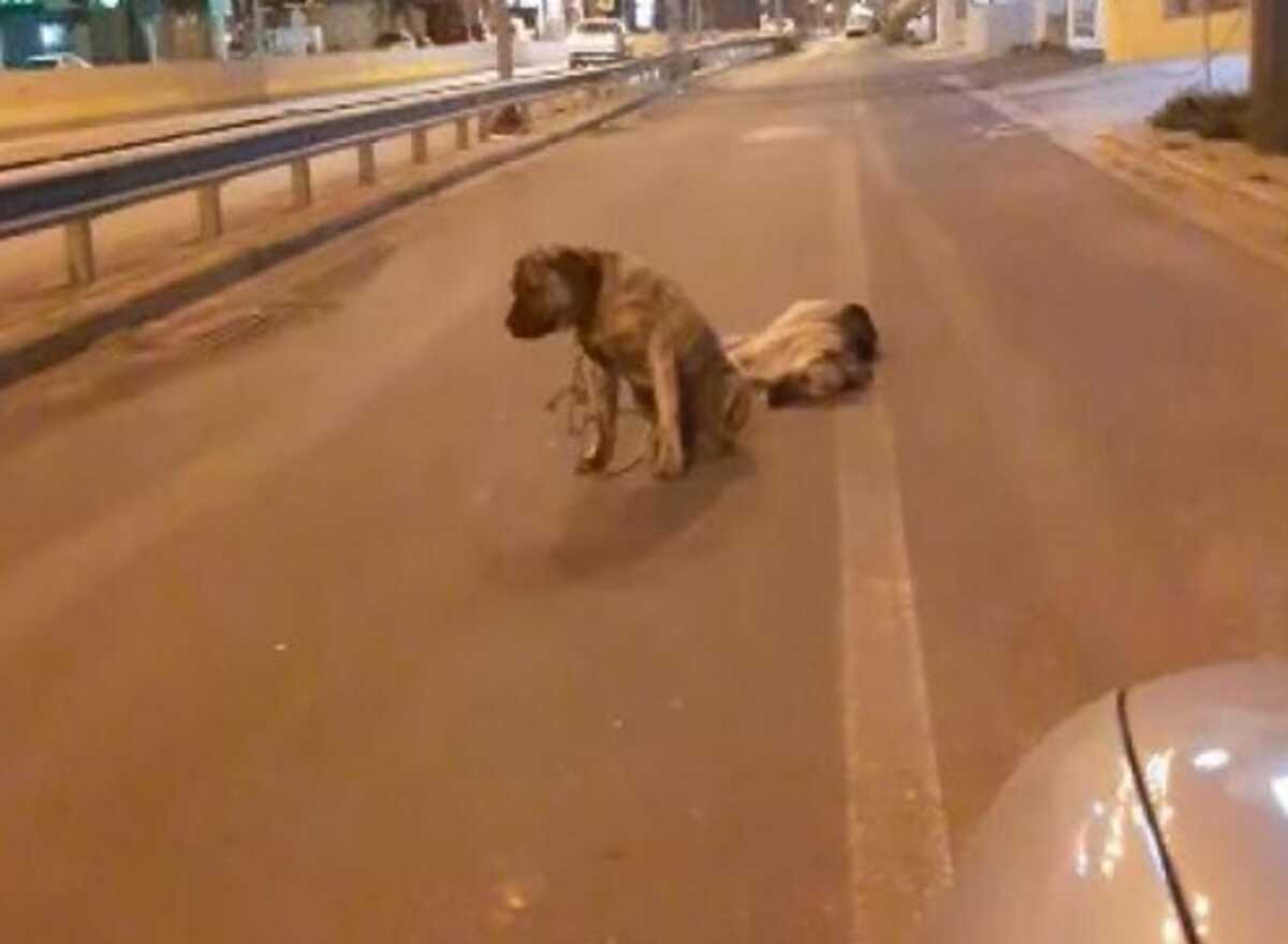 Ηράκλειο: Σκύλος αρνείται να εγκαταλείψει τον τετράποδο φίλο του που σκοτώθηκε σε τροχαίο