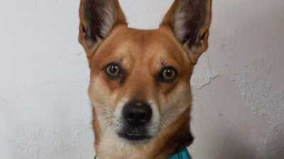 Χανιά: Νέα ζωή για τον σκύλο «χάτσικο» που περίμενε το νεκρό αφεντικό του