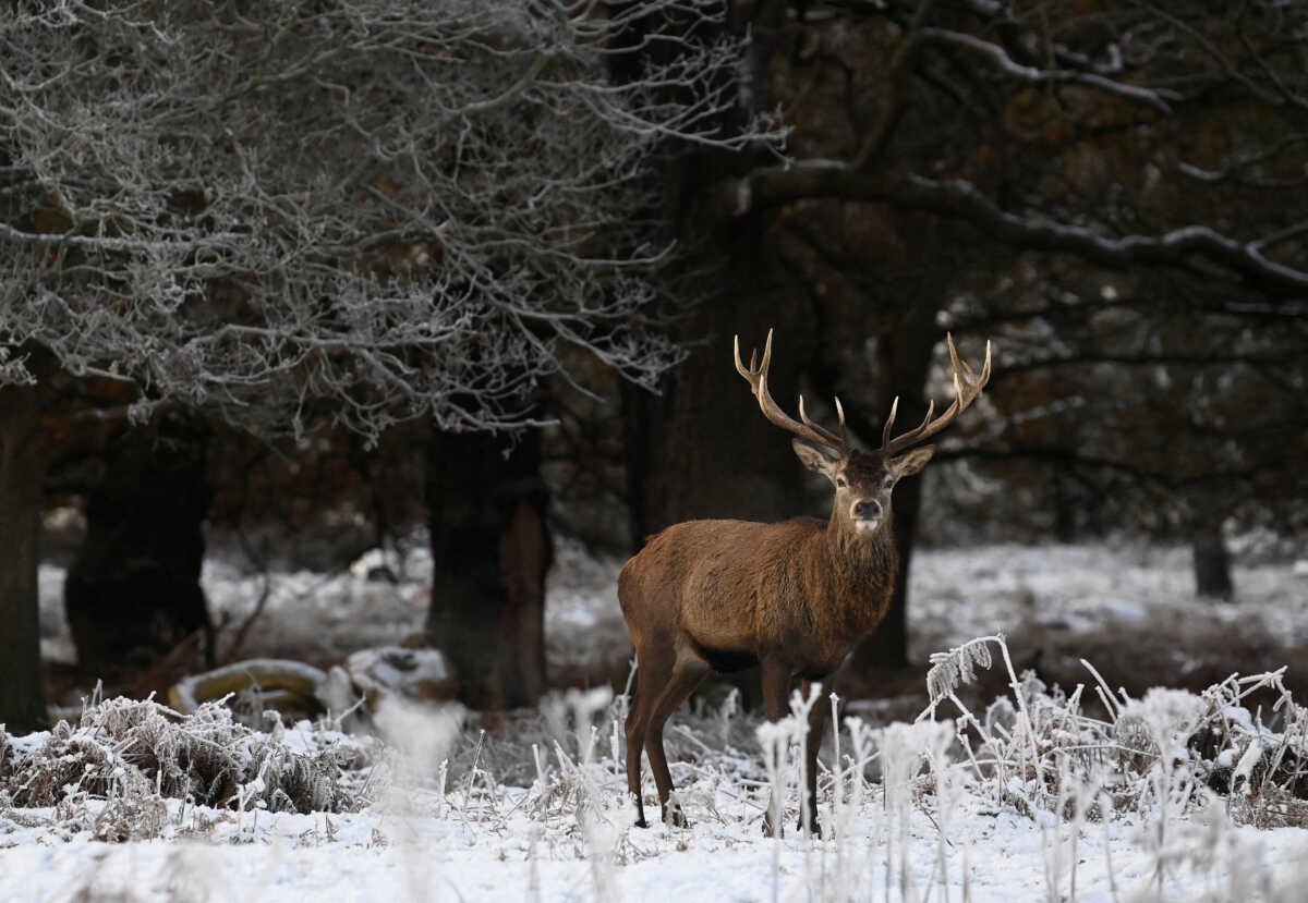 Deer graze and walk amongst the frozen undergrowth as the cold weather continues, in Richmond Park, London, Britain, December 17, 2022. REUTERS