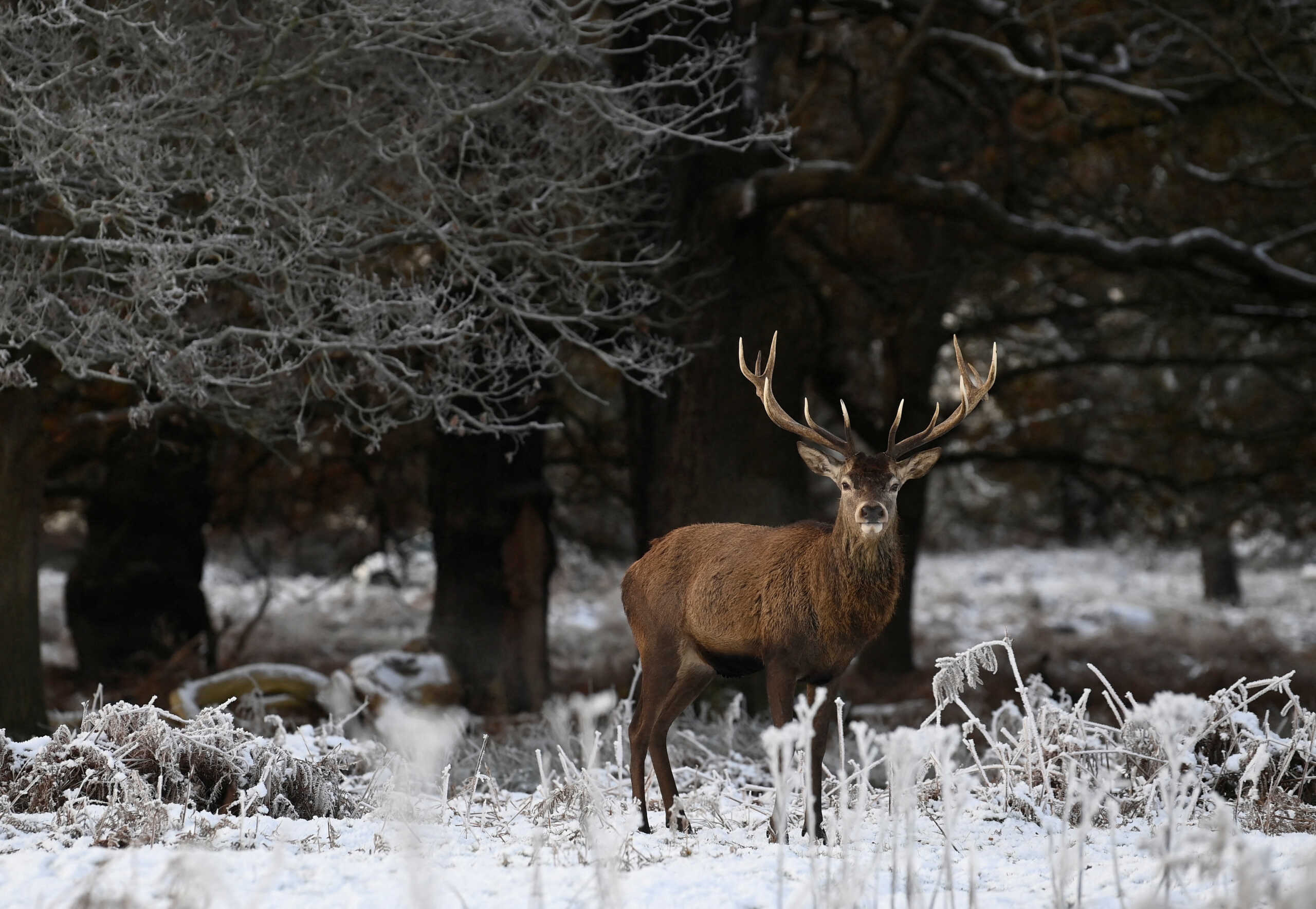 Deer graze and walk amongst the frozen undergrowth as the cold weather continues, in Richmond Park, London, Britain, December 17, 2022. REUTERS