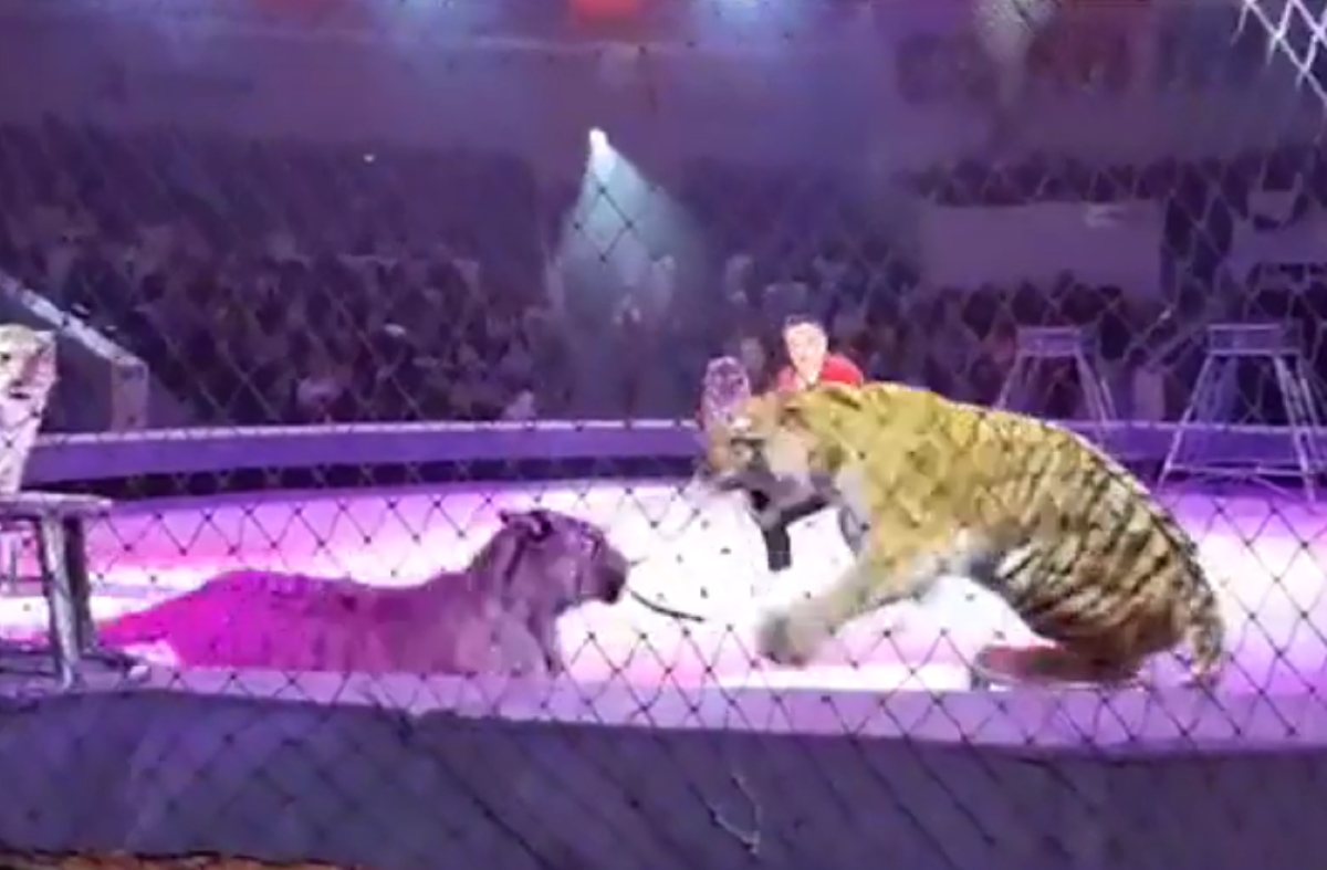 Ρωσία: Άγρια επίθεση μεταξύ τίγρεων σε τσίρκο μπροστά σε παιδιά – «Χαροπαλεύει» το ένα ζώο
