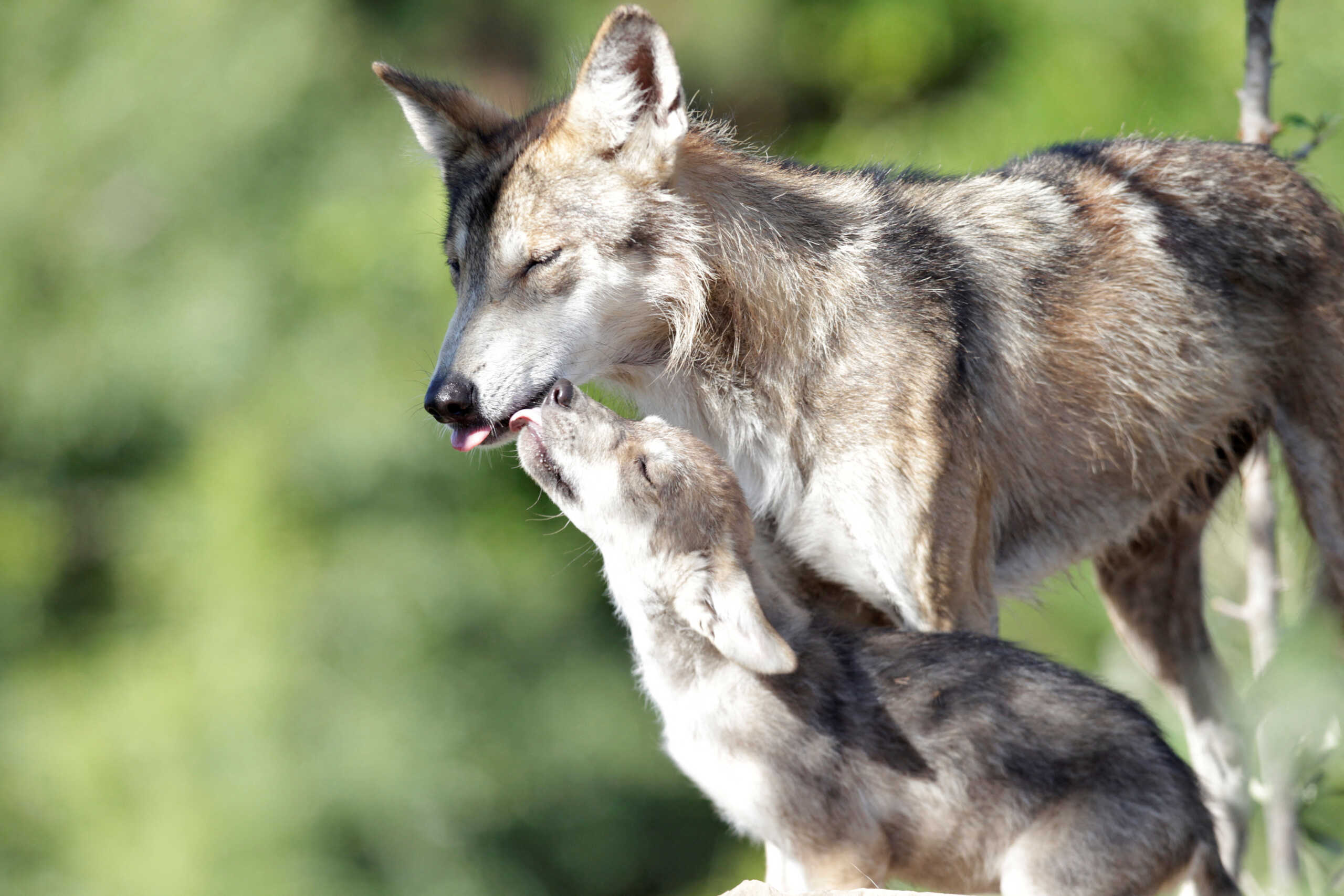 FILE PHOTO: A newly born Mexican gray wolf cub, an endangered native species, interacts with his mother at its enclosure at the Museo del Desierto in Saltillo, Mexico, July 19, 2016. REUTERS