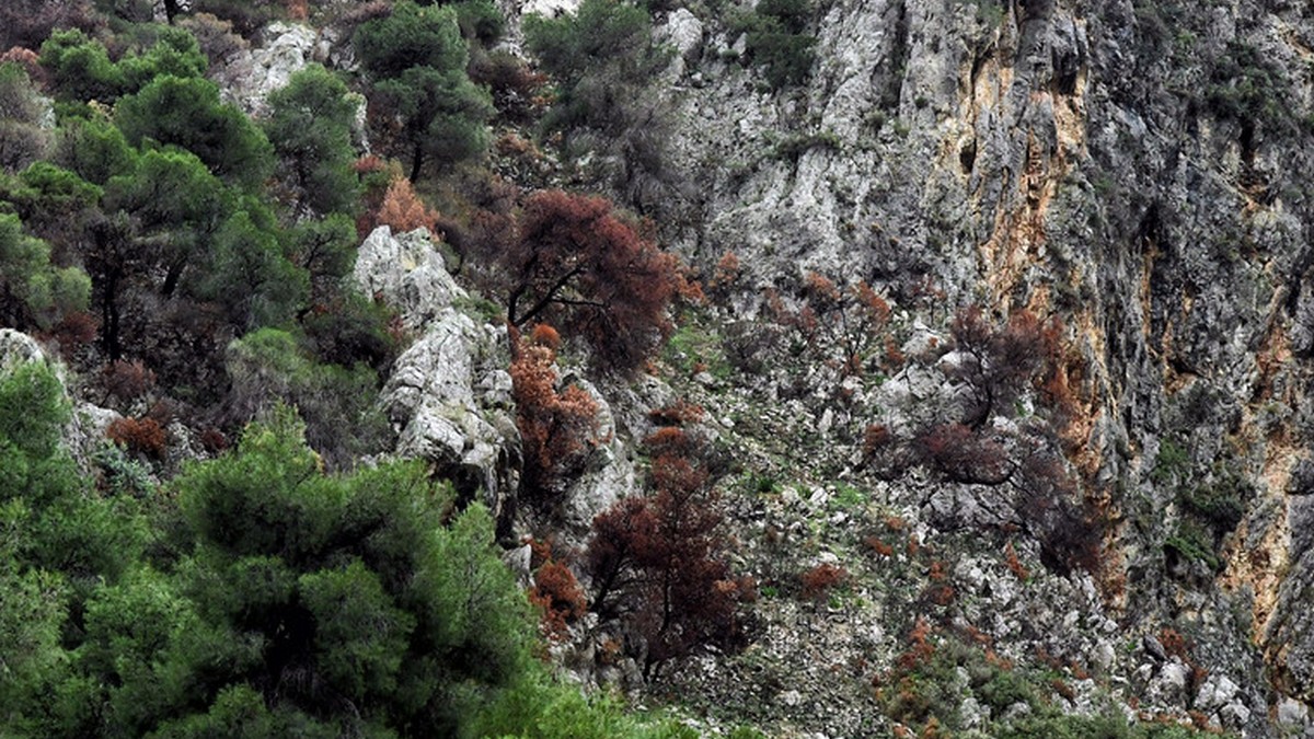 Φθιώτιδα: Επιχείρηση διάσωσης άντρα που έπεσε σε γκρεμό μπροστά στον πατέρα του