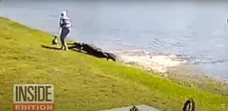 Οι σοκαριστικές εικόνες από την φονική επίθεση αλιγάτορα σε 85χρονη και το σκυλάκι της στη Φλόριντα