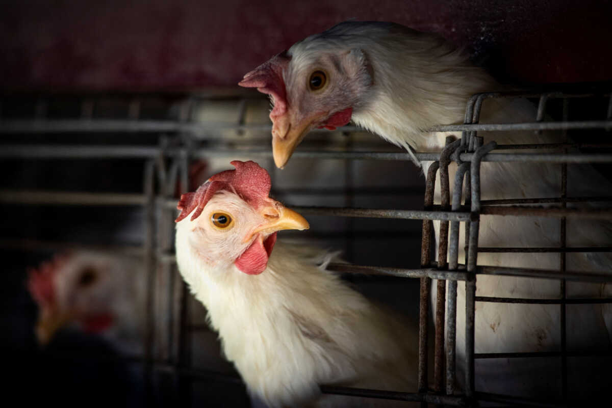 Chickens sit in cages at a farm, as Argentina's government adopts new measures to prevent the spread of bird flu and limit potential damage to exports as cases rise in the region, in Buenos Aires, Argentina February 22, 2023. REUTERS