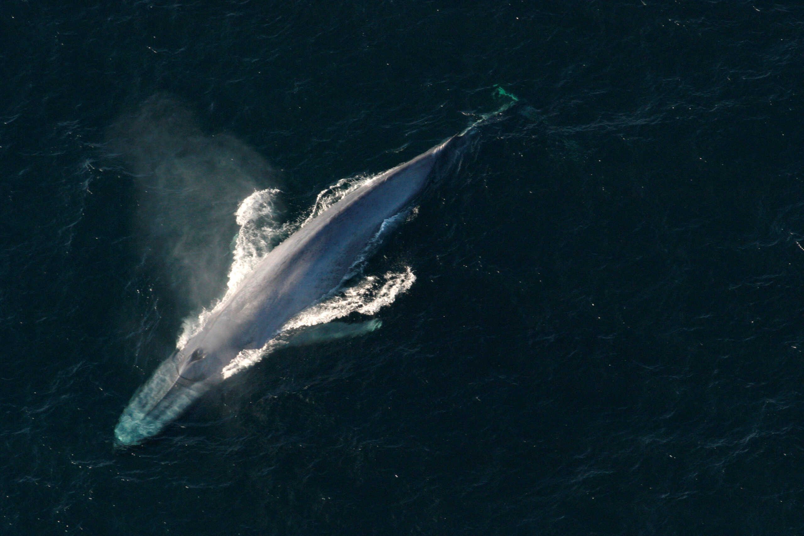 Γαλλία: Σώθηκε η μεγάπτερη φάλαινα που είχε παγιδευτεί σε ποταμό