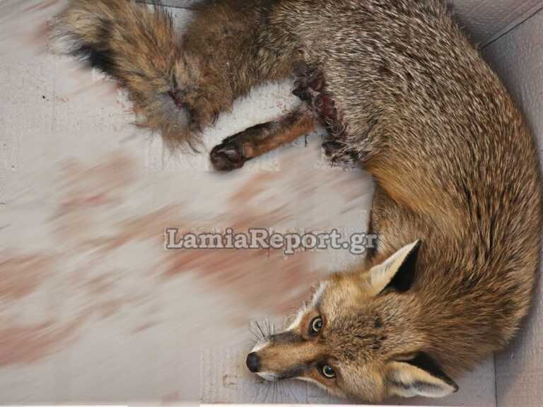 Λαμία: Βρήκαν τραυματισμένη αλεπού στην πόλη και την έσωσαν