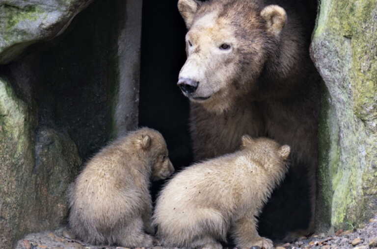 Η στιγμή που τρία μικρά αρκουδάκια εγκλωβίζονται σε φράγμα της Φλώρινας - Η απελπισία της μαμάς αρκούδας