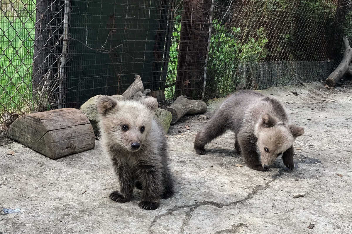 Καστοριά: Η μαμά αρκούδα επέστρεψε στα αρκουδάκια της, στο χωράφι που καθάρισε