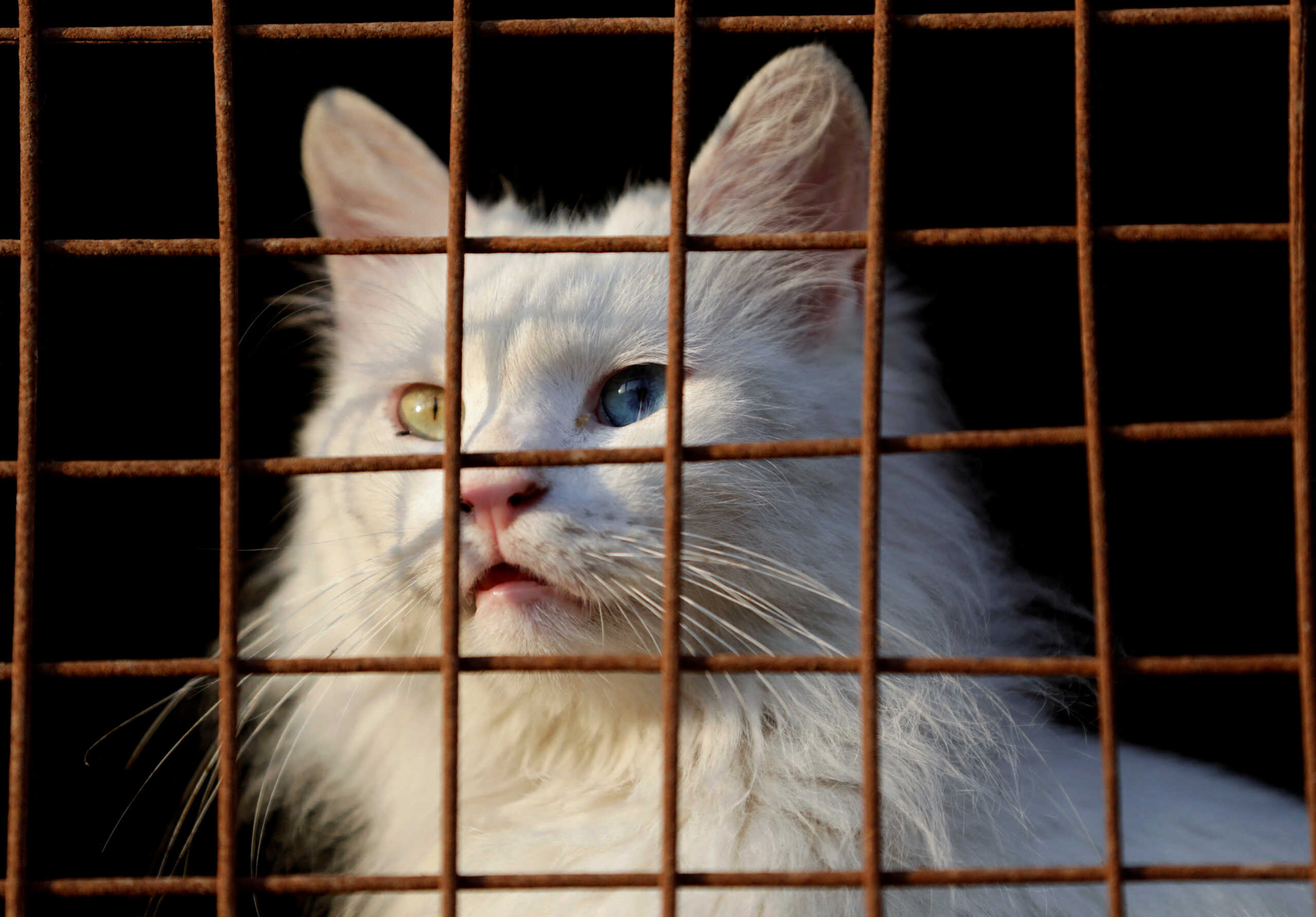 A cat is seen as many animal shelters in Egypt are struggling after an increase in prices of imported food and medicine, and a fall in donations, fueled by the devaluation of the Egyptian pound, at the Saqqara area, in Giza on the outskirts of Cairo, Egypt, January 22, 2023. REUTERS