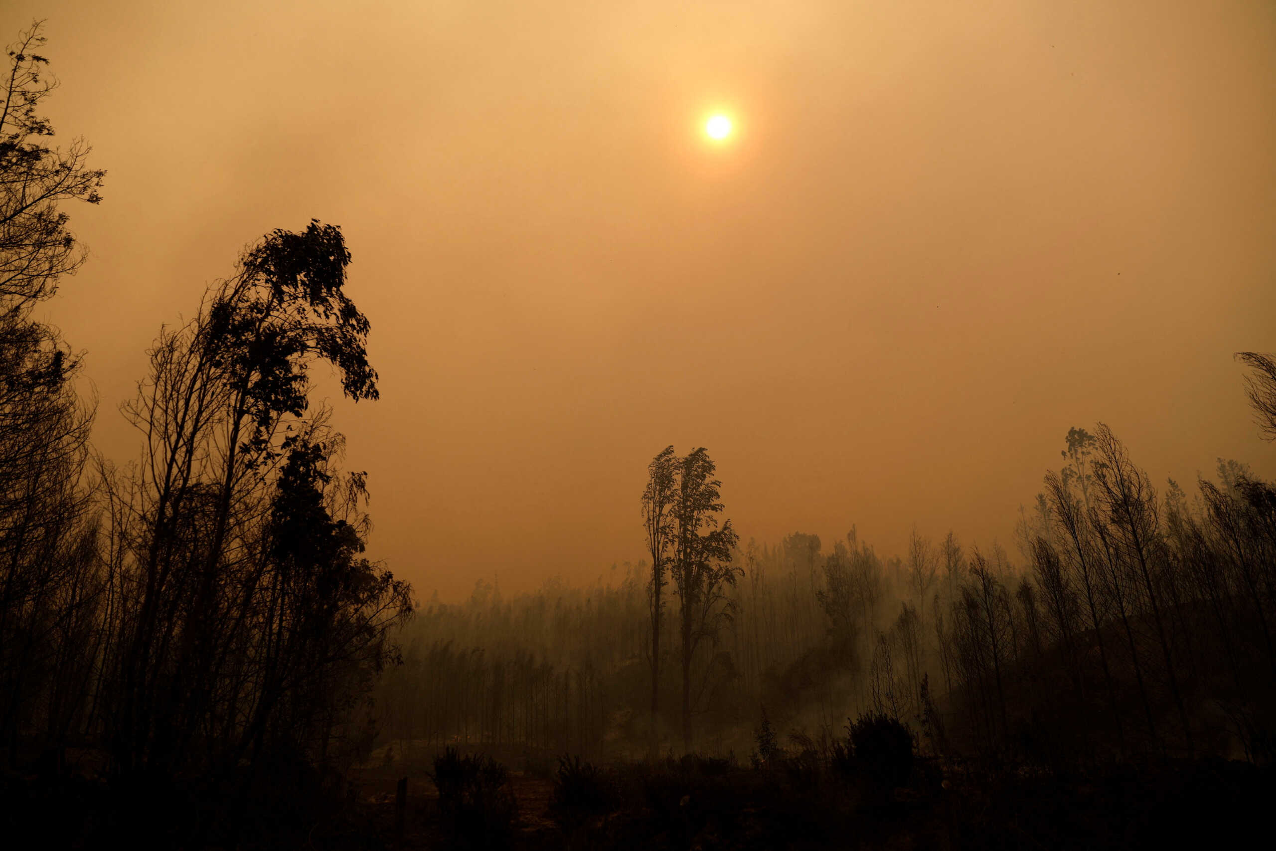 Trees are seen in the aftermath of a wildfire in Santa Juana, near Concepcion, Chile, February 3, 2023. REUTERS