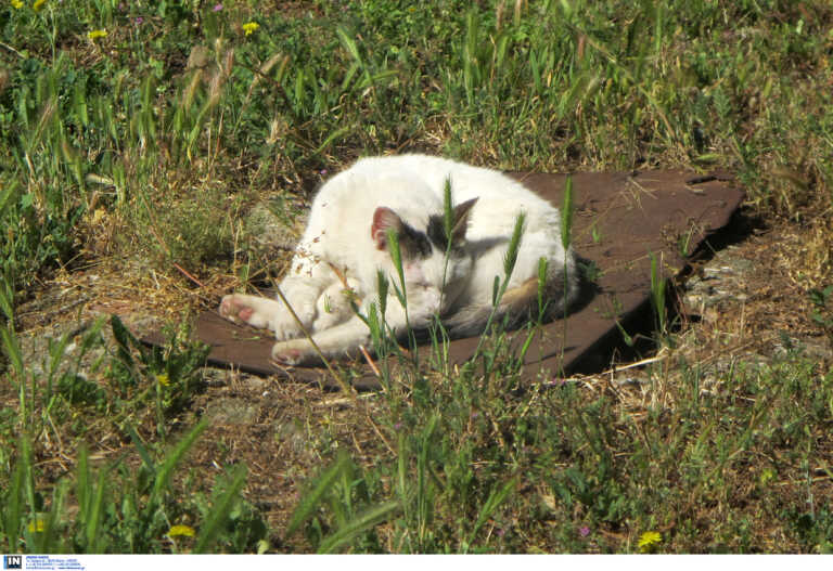 Κτηνώδης πράξη ιδιοκτήτη ταβέρνας στην Κρήτη - Κλώτσησε έγκυο γάτα και το άτυχο ζώο απέβαλε