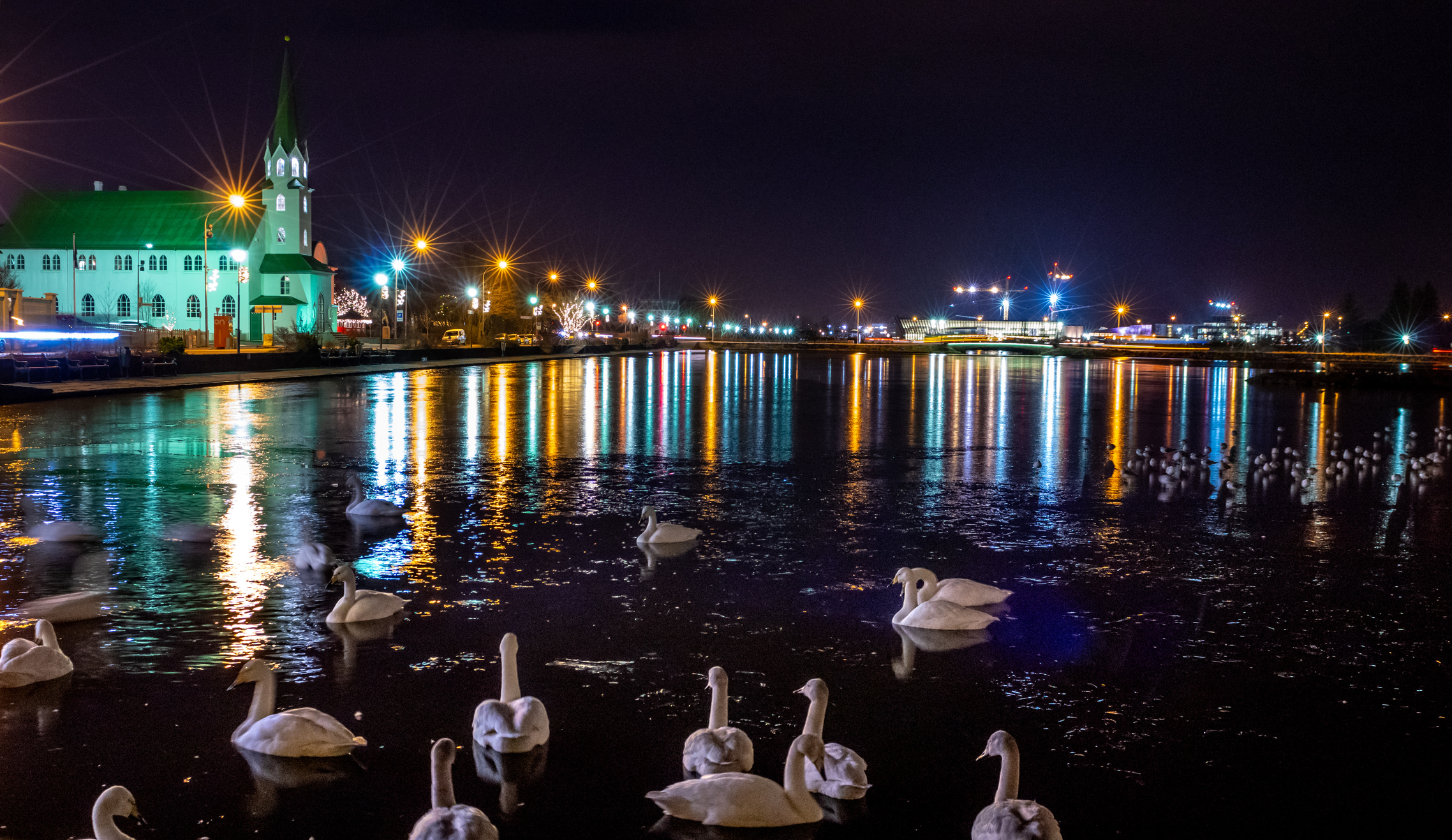 Some swans swimming on a lake at night with city lights in the background.