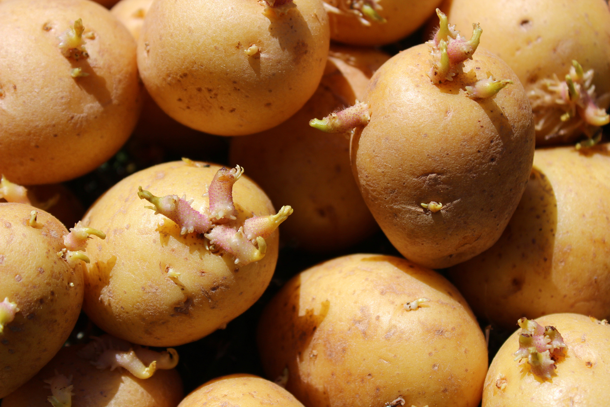 many sprouting potatoes in the garden
