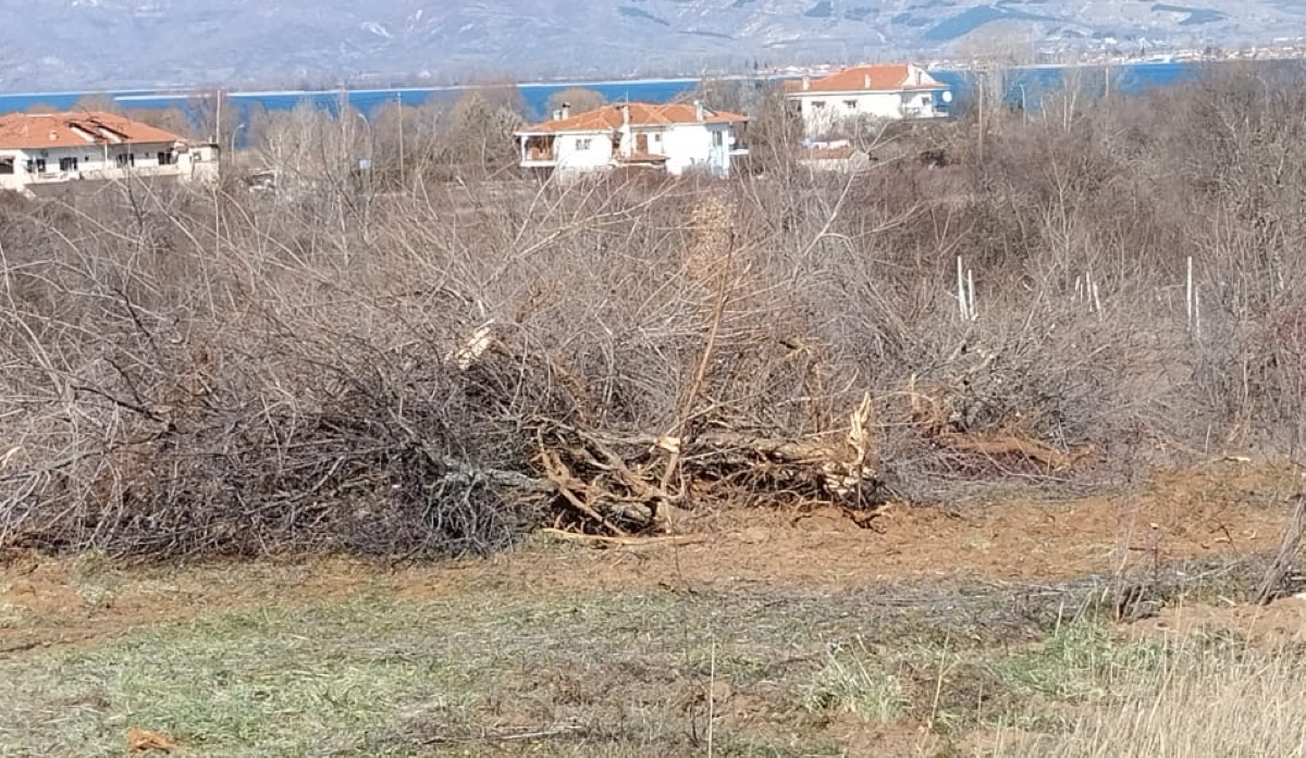 Καστοριά: Αρκούδα με τα δύο νεογέννητα μικρά της βρήκαν καταφύγιο σε αγρόκτημα