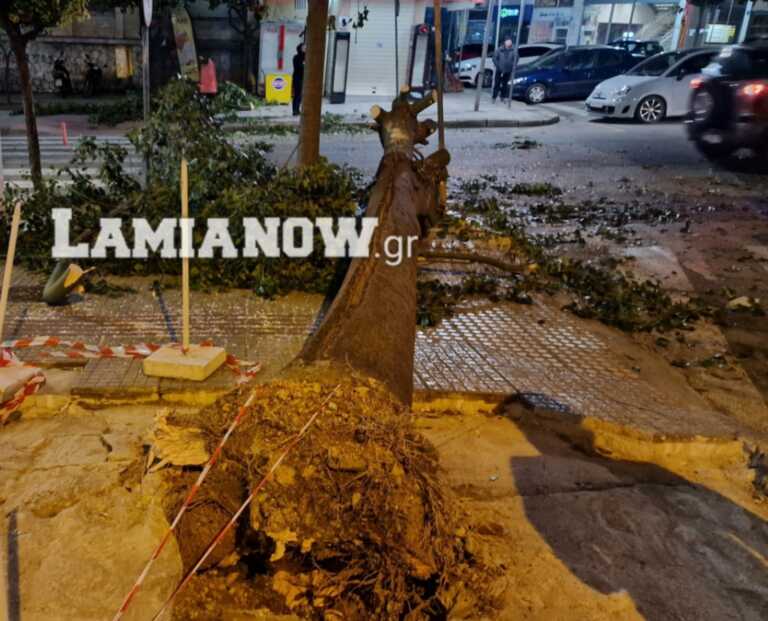 Άνεμοι έκοψαν από τη ρίζα δέντρο στη Λαμία - Βίντεο μετά την πτώση που θα μπορούσε να στοιχίσει ζωές