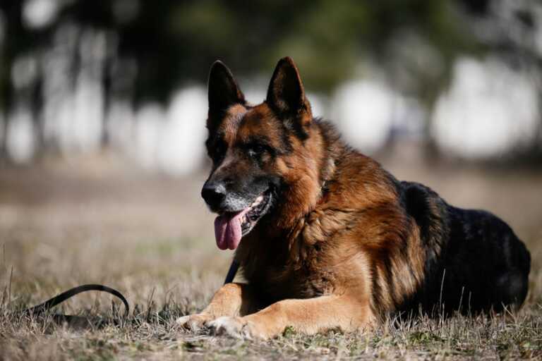 Γνωρίστε τα τρία σκυλιά της ΕΜΑΚ που σώζουν ζωές - Η εκπαίδευση και η επιβράβευση μετά την αποστολή