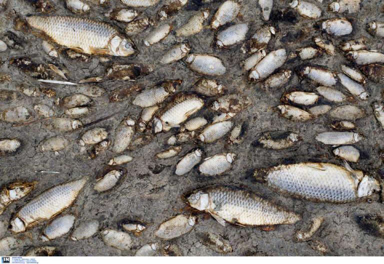 Εκατοντάδες νεκρά ψάρια εντοπίστηκαν στη λίμνη Κερκίνη