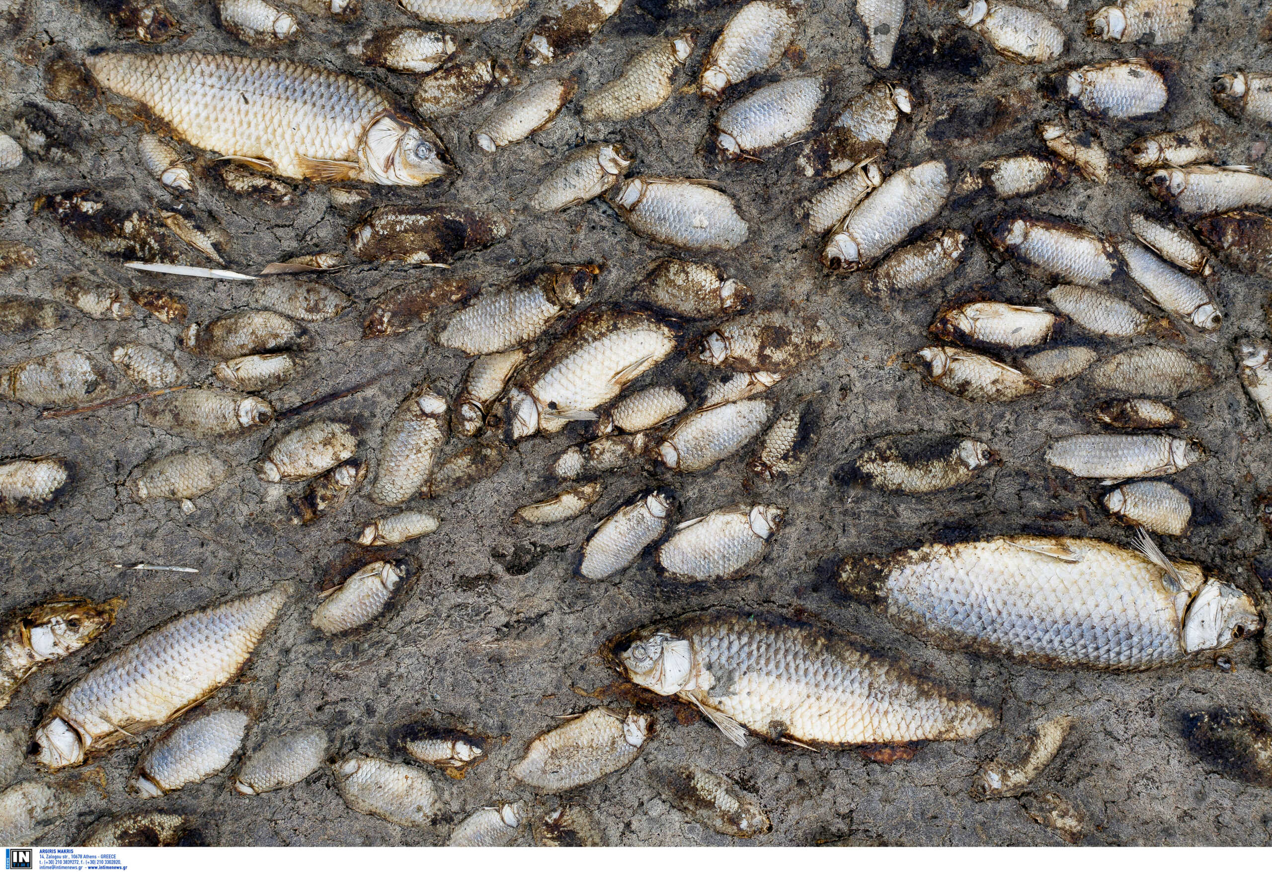Λίμνη Κερκίνη: εντοπίστηκαν εκατοντάδες νεκρά ψάρια