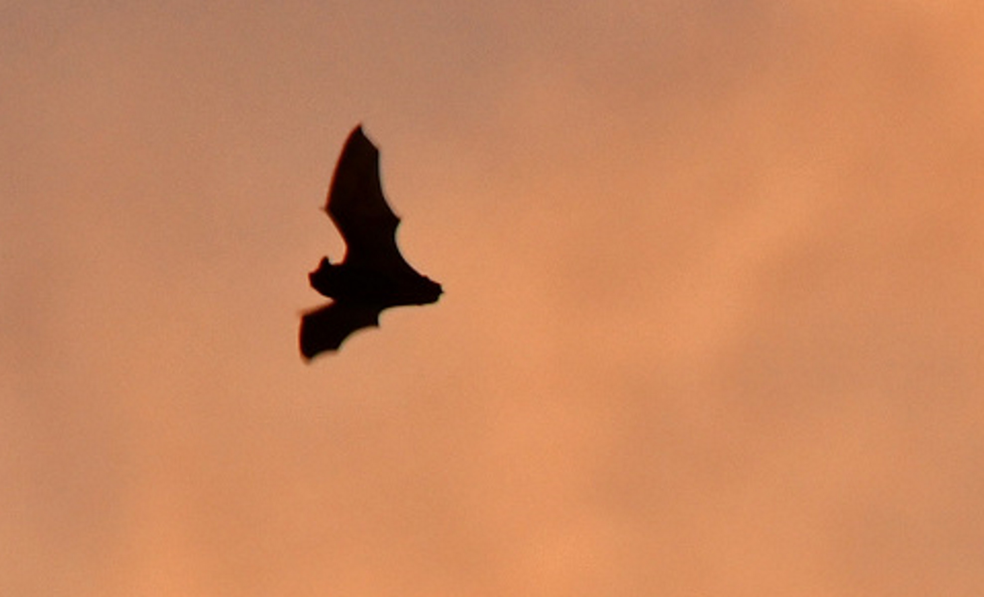 Νέος κορονοϊός απειλεί να μολύνει τον άνθρωπο - Ο ιός βρέθηκε σε νυχτερίδες στη Βρετανία