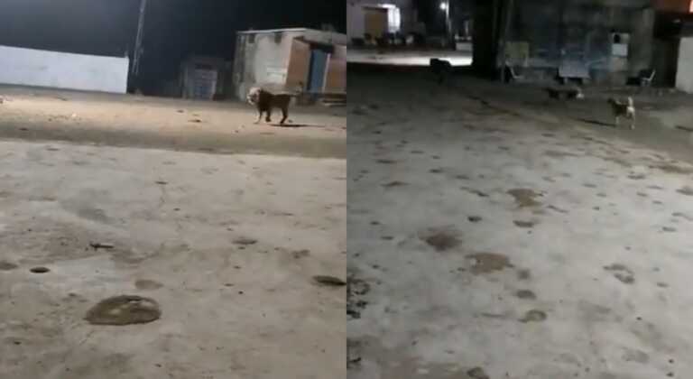 Οι απίστευτες εικόνες από την καταδίωξη λιονταριού από σκυλιά σε χωριό στην Ινδία