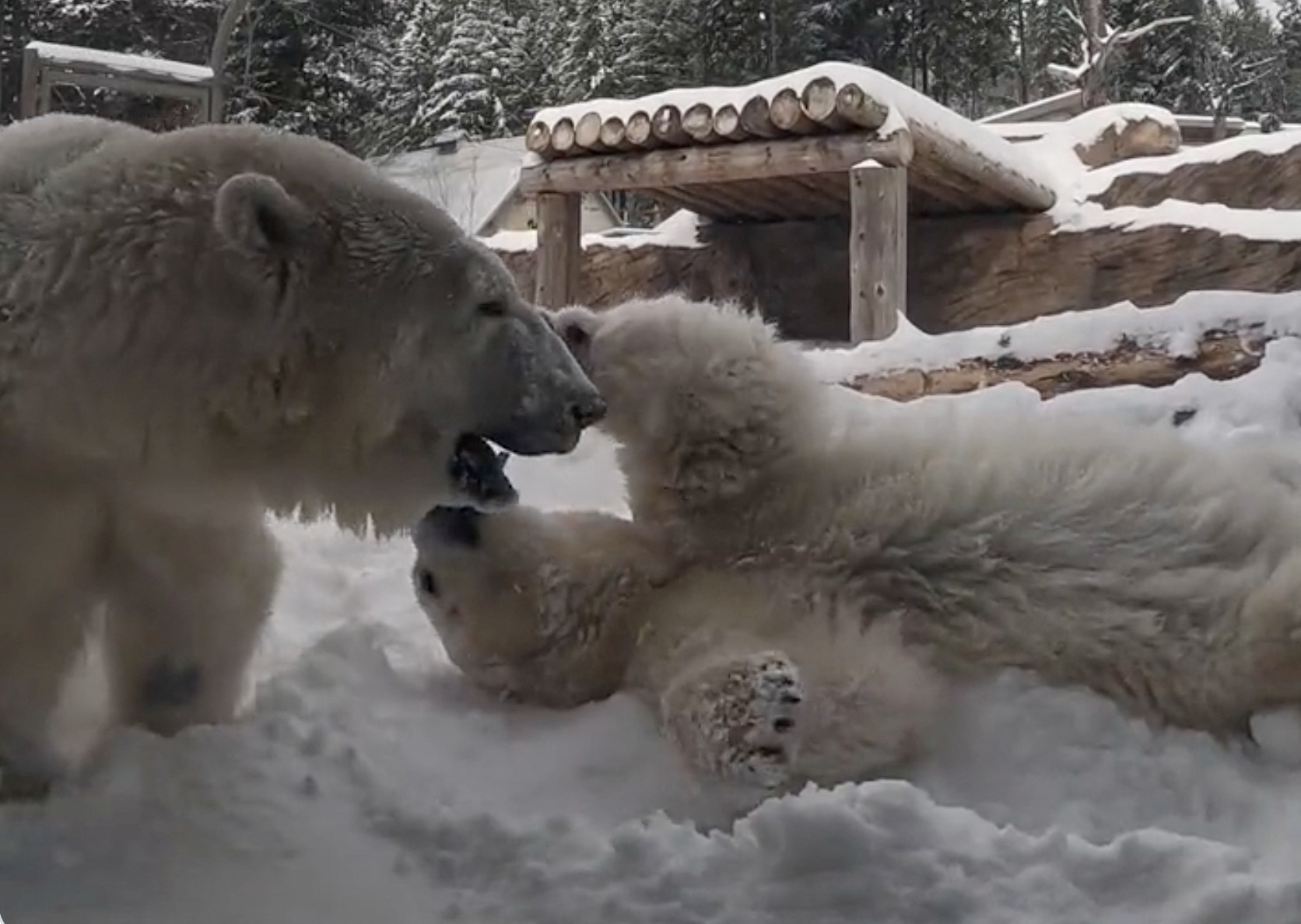 Δανία: Πολική αρκούδα σκοτώθηκε από ηλεκτροπληξία μέσα σε ζωολογικό κήπο