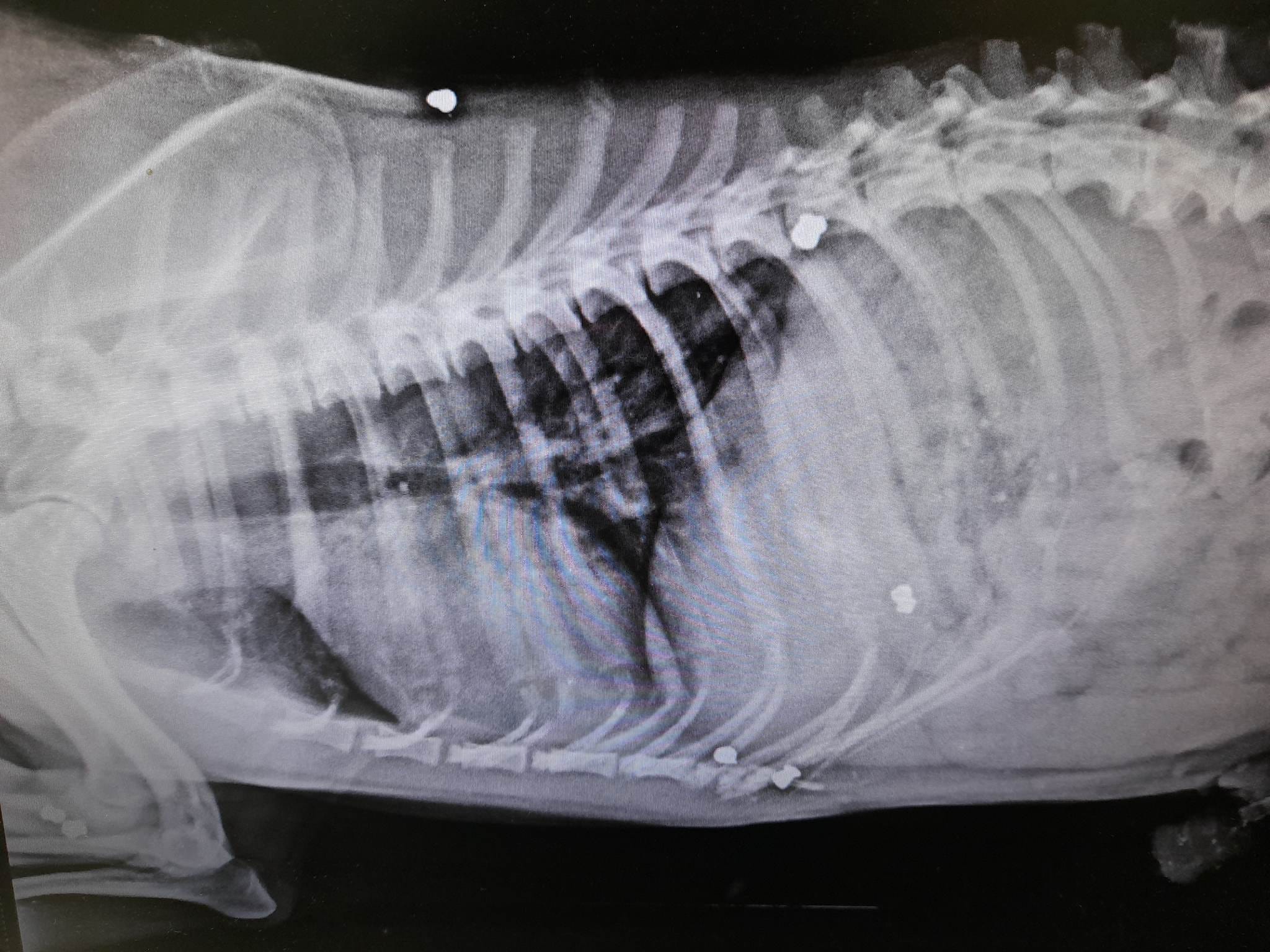 Σέρρες: Σκότωσαν σκύλο και τον πέταξαν στα σκουπίδια – Η ακτινογραφία μετά την κτηνωδία